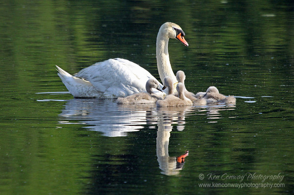 Swan Family