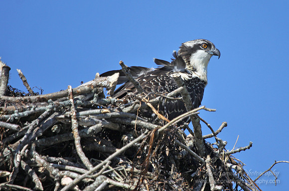 Osprey chick (almost full grown)