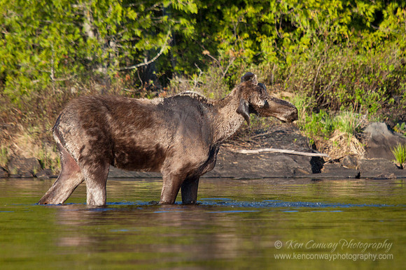 Moose shaking off the black flies