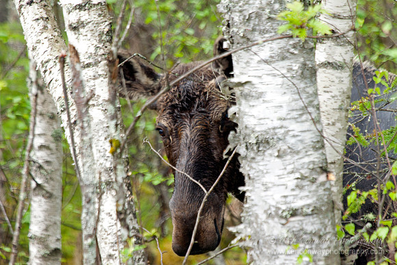 Moose