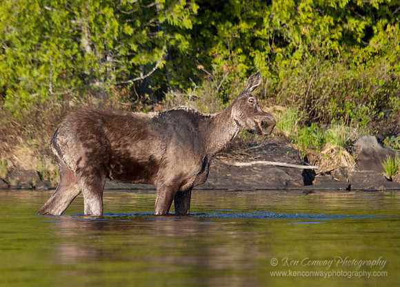 Moose shaking her head
