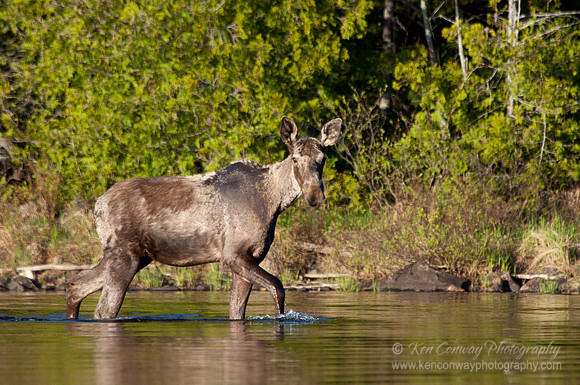 Moose