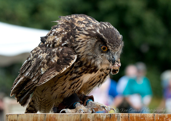 Raptor Weekend